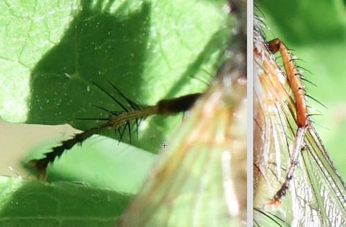 Réf. 253 329 : Tachina sp.